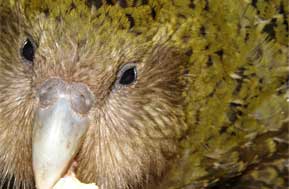 NZ Kakapo